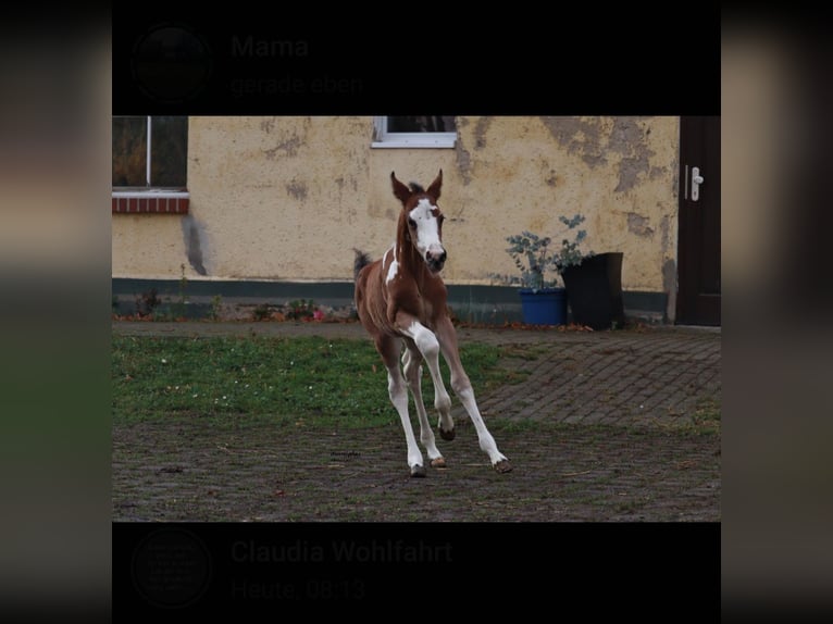 Weitere Warmblüter Mix Wallach 4 Jahre 150 cm Schecke in Markranst&#xE4;dt