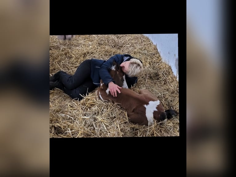 Weitere Warmblüter Mix Wallach 4 Jahre 150 cm Schecke in Markranst&#xE4;dt