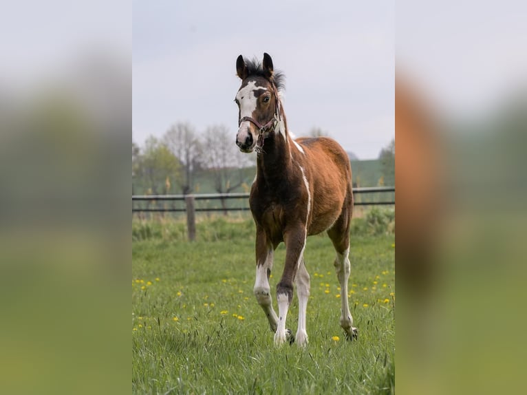 Weitere Warmblüter Mix Wallach 4 Jahre 150 cm Schecke in Markranst&#xE4;dt