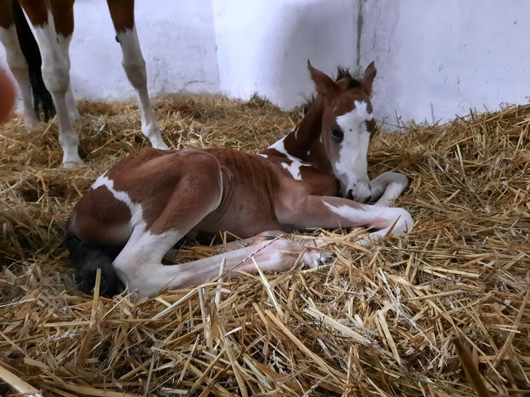 Weitere Warmblüter Mix Wallach 4 Jahre 150 cm Schecke in Markranst&#xE4;dt