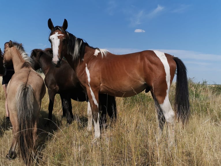 Weitere Warmblüter Mix Wallach 4 Jahre 150 cm Schecke in Markranst&#xE4;dt