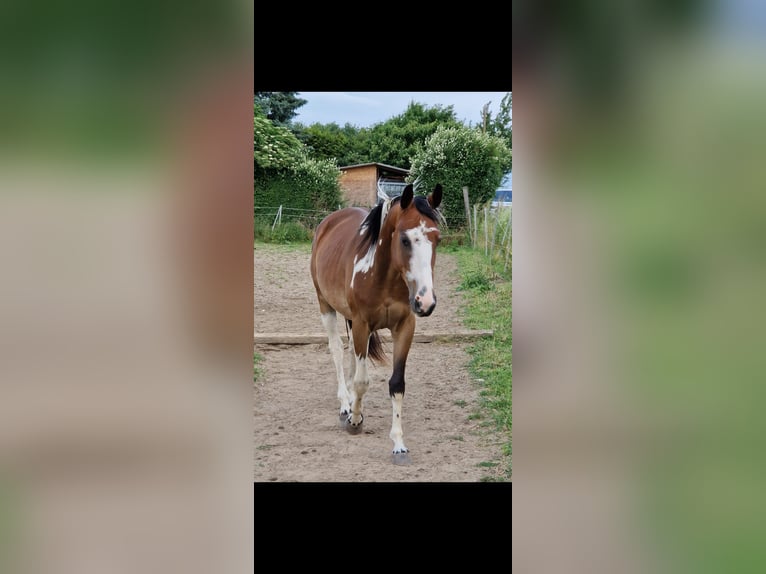 Weitere Warmblüter Mix Wallach 4 Jahre 150 cm Schecke in Markranst&#xE4;dt