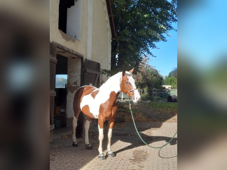 Weitere Warmblüter Mix Wallach 4 Jahre 150 cm Schecke in Markranst&#xE4;dt
