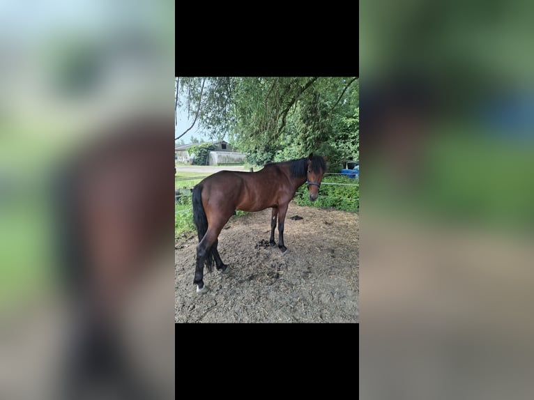 Weitere Warmblüter Mix Wallach 4 Jahre 152 cm Dunkelbrauner in Kessel