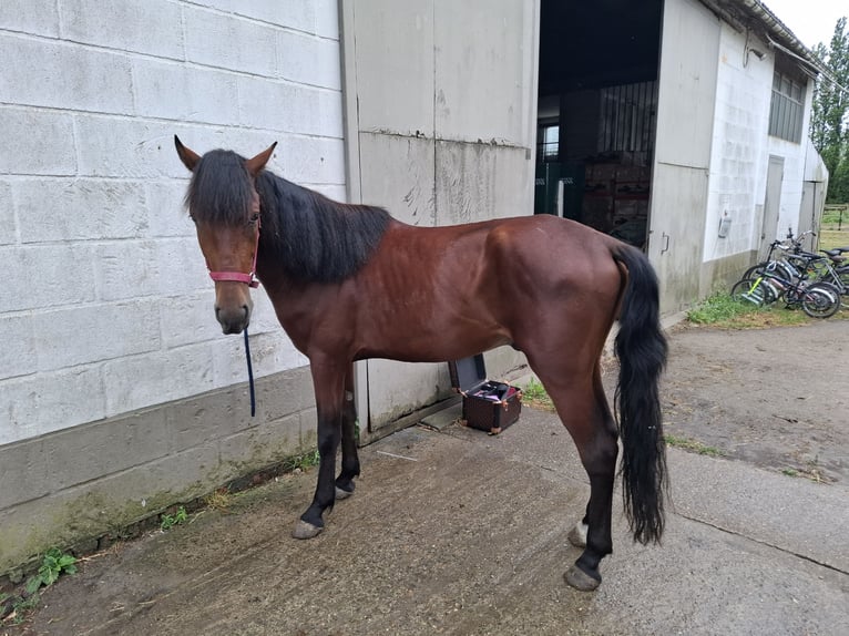 Weitere Warmblüter Mix Wallach 4 Jahre 152 cm Dunkelbrauner in Kessel
