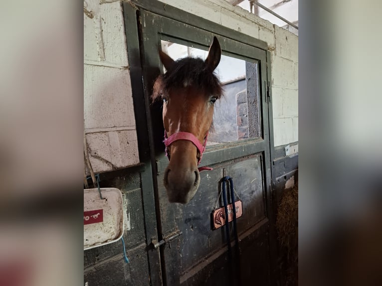 Weitere Warmblüter Mix Wallach 4 Jahre 152 cm Dunkelbrauner in Kessel