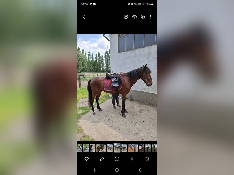 Weitere Warmblüter Mix Wallach 4 Jahre 152 cm Dunkelbrauner in Kessel