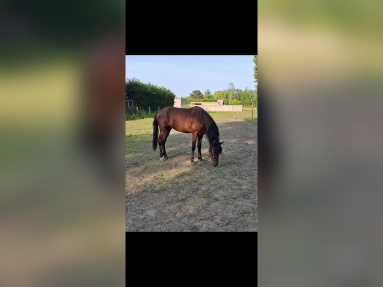 Weitere Warmblüter Mix Wallach 4 Jahre 152 cm Dunkelbrauner in Kessel