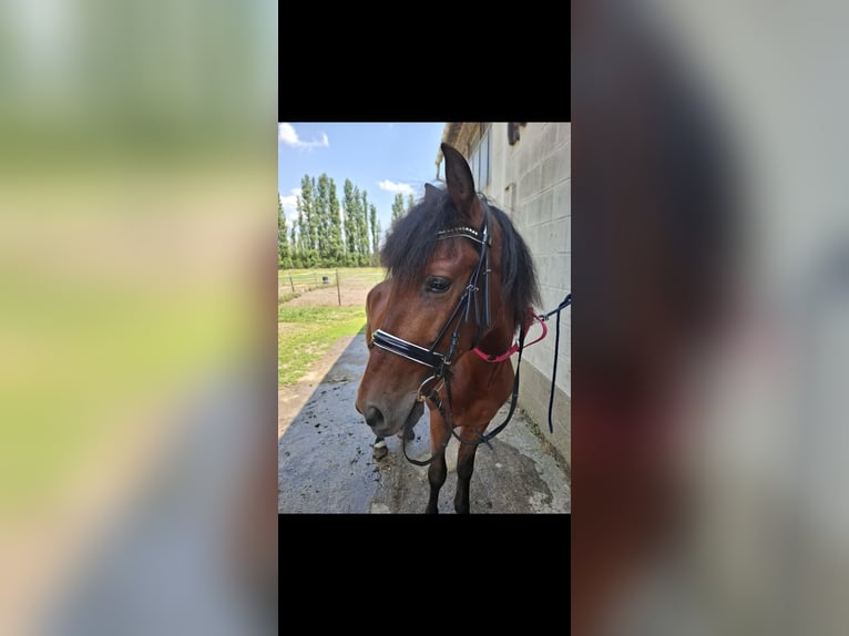 Weitere Warmblüter Mix Wallach 4 Jahre 152 cm Dunkelbrauner in Kessel