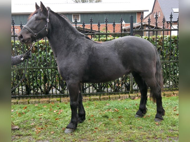 Weitere Warmblüter Wallach 4 Jahre 152 cm Rappe in Dorsten