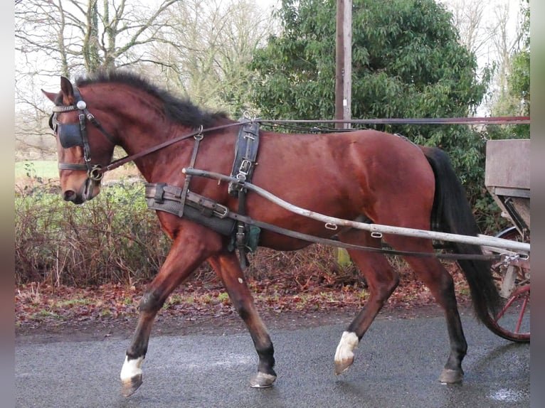 Weitere Warmblüter Wallach 4 Jahre 155 cm Brauner in Dorsten