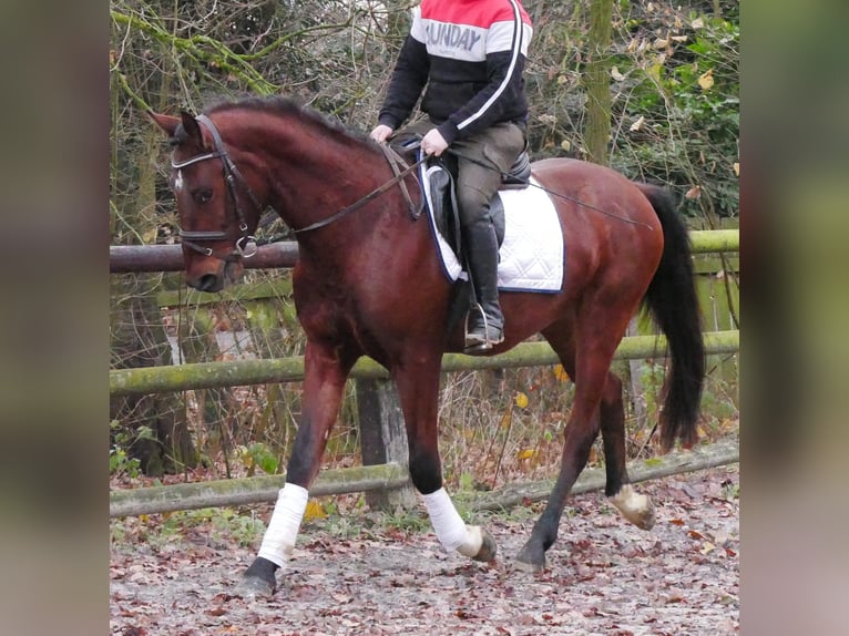 Weitere Warmblüter Wallach 4 Jahre 155 cm Brauner in Dorsten