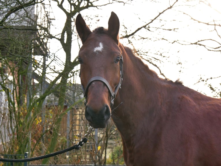 Weitere Warmblüter Wallach 4 Jahre 155 cm Brauner in Dorsten