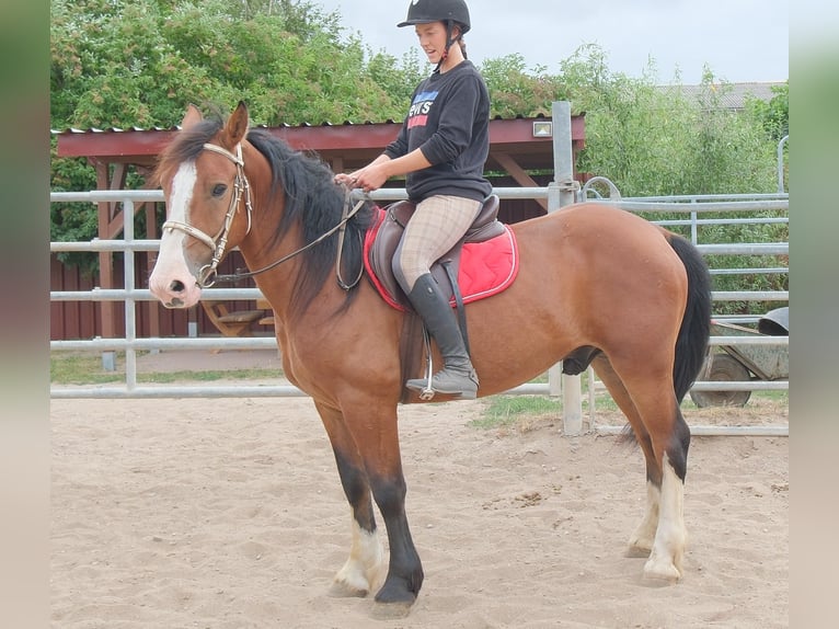 Weitere Warmblüter Mix Wallach 4 Jahre 155 cm Hellbrauner in Buttstädt