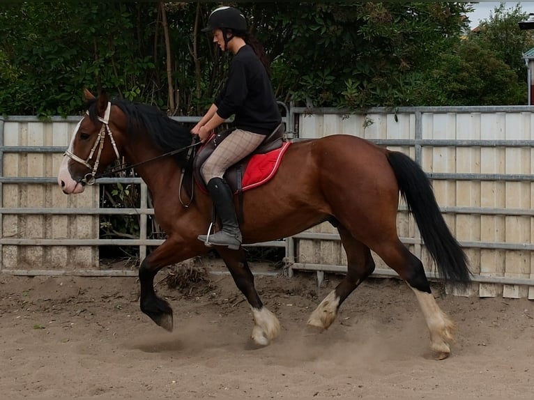 Weitere Warmblüter Mix Wallach 4 Jahre 155 cm Hellbrauner in Buttstädt