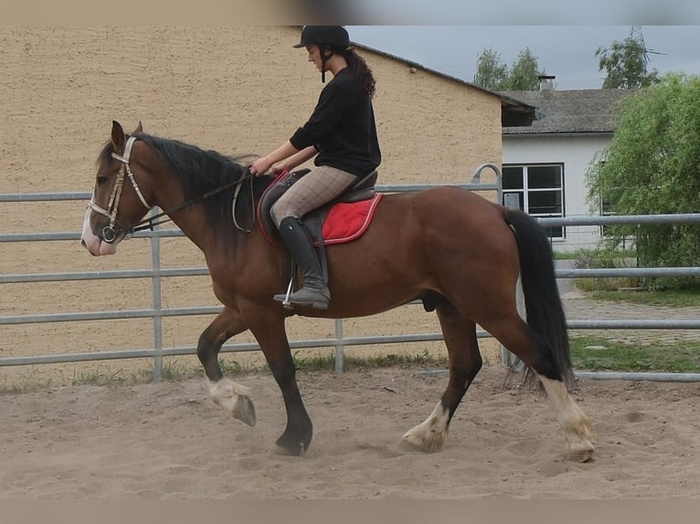 Weitere Warmblüter Mix Wallach 4 Jahre 155 cm Hellbrauner in Buttstädt