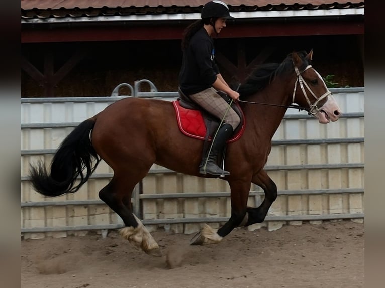 Weitere Warmblüter Mix Wallach 4 Jahre 155 cm Hellbrauner in Buttstädt