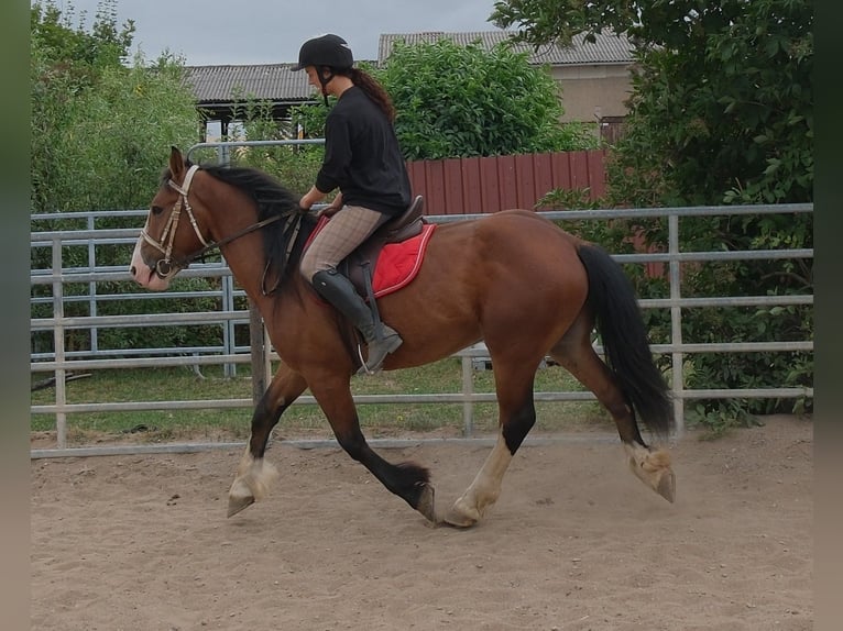 Weitere Warmblüter Mix Wallach 4 Jahre 155 cm Hellbrauner in Buttstädt