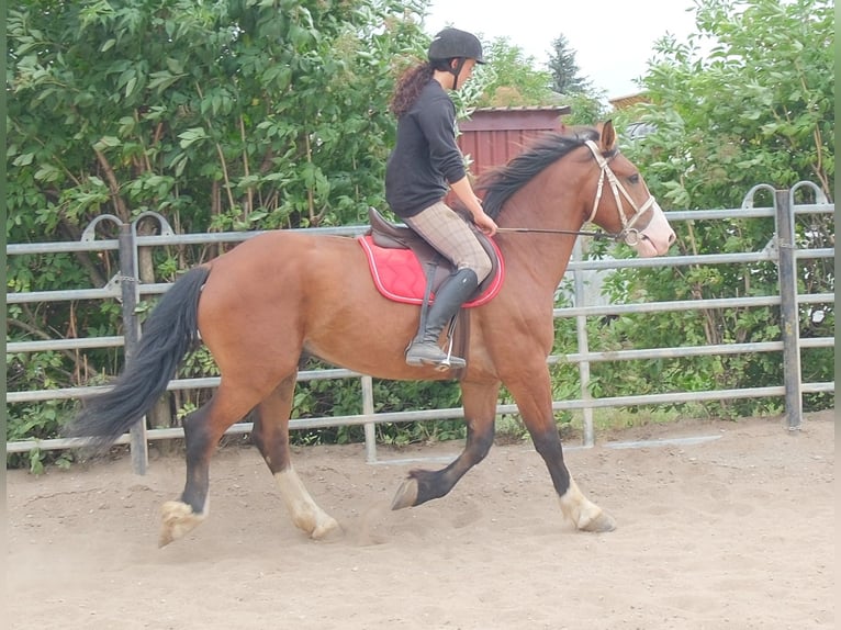 Weitere Warmblüter Mix Wallach 4 Jahre 155 cm Hellbrauner in Buttstädt