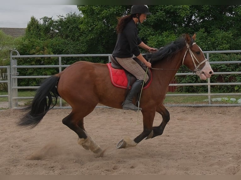 Weitere Warmblüter Mix Wallach 4 Jahre 155 cm Hellbrauner in Buttstädt
