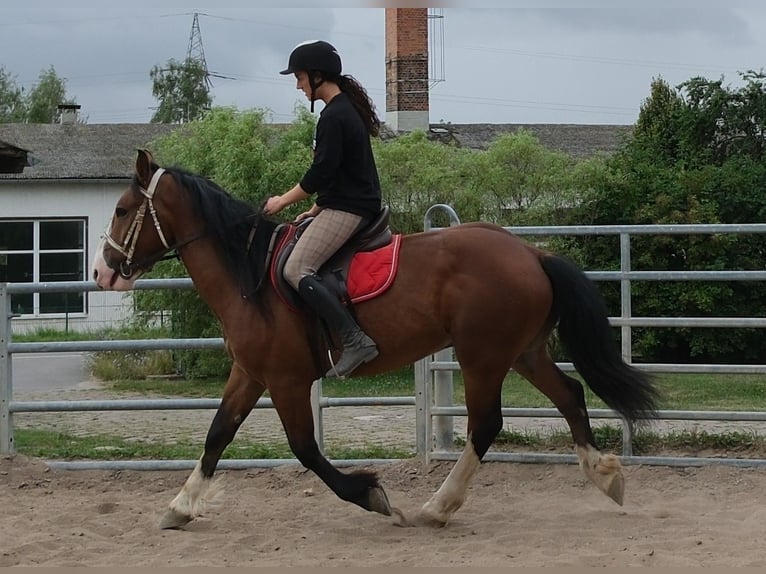 Weitere Warmblüter Mix Wallach 4 Jahre 155 cm Hellbrauner in Buttstädt