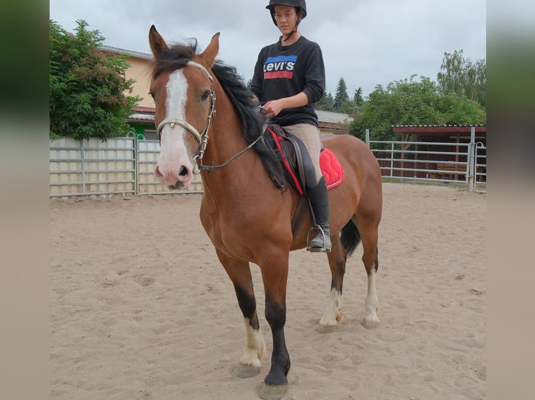 Weitere Warmblüter Mix Wallach 4 Jahre 155 cm Hellbrauner in Buttstädt