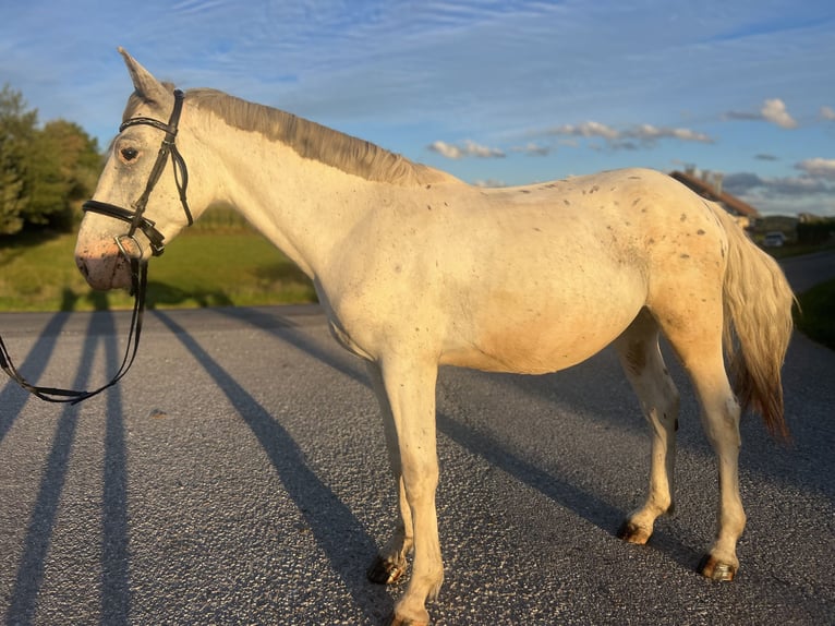 Weitere Warmblüter Wallach 4 Jahre 155 cm Rotschimmel in Uttendorf