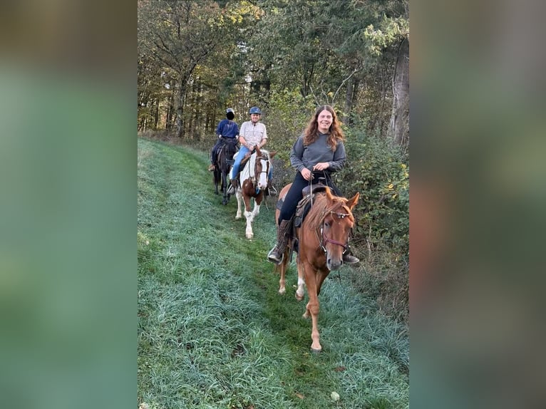 Weitere Warmblüter Wallach 4 Jahre 155 cm Schecke in Daleiden