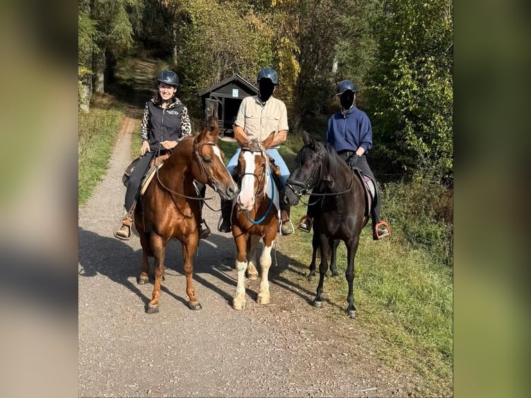 Weitere Warmblüter Wallach 4 Jahre 155 cm Schecke in Daleiden