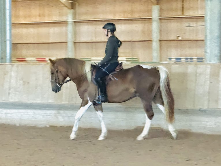 Weitere Warmblüter Mix Wallach 4 Jahre 155 cm Schecke in Ampflwang