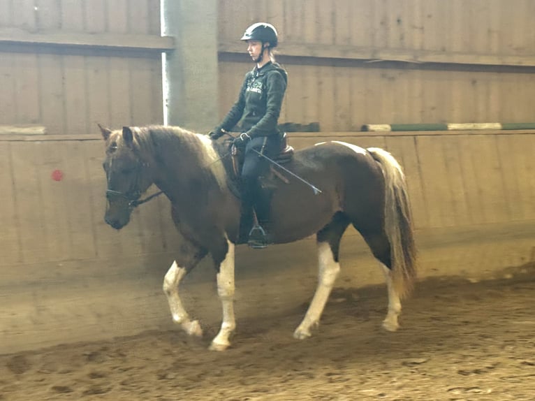 Weitere Warmblüter Mix Wallach 4 Jahre 155 cm Schecke in Ampflwang