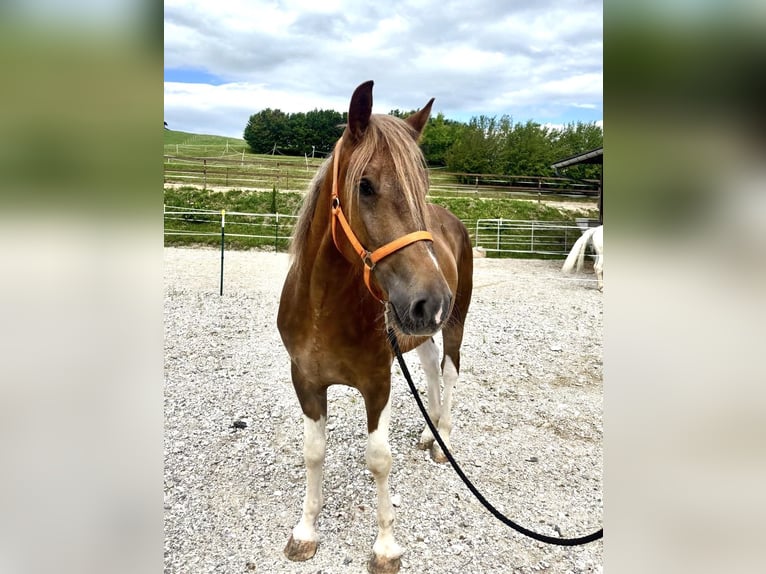Weitere Warmblüter Mix Wallach 4 Jahre 155 cm Schecke in Ampflwang