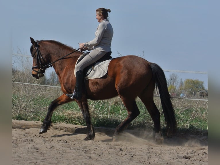 Weitere Warmblüter Mix Wallach 4 Jahre 156 cm Brauner in Kremmen