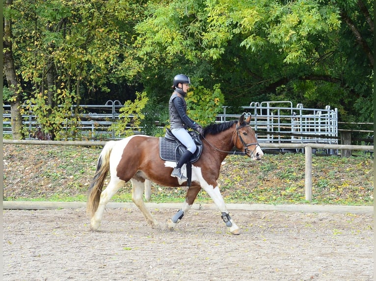 Weitere Warmblüter Wallach 4 Jahre 156 cm Schecke in Wellheim