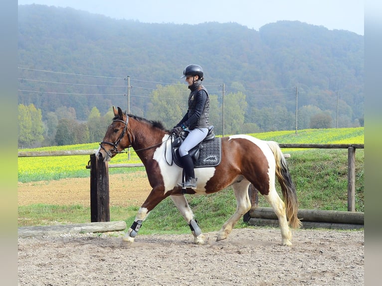 Weitere Warmblüter Wallach 4 Jahre 156 cm Schecke in Wellheim