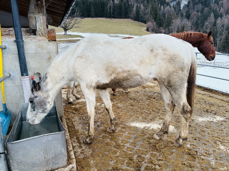 Weitere Warmblüter Mix Wallach 4 Jahre 156 cm Schecke in Vorderstoder