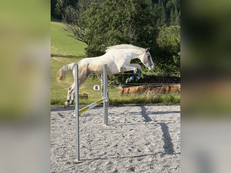 Weitere Warmblüter Mix Wallach 4 Jahre 156 cm Schecke in Vorderstoder