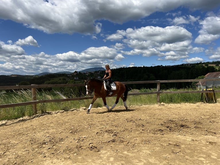 Weitere Warmblüter Mix Wallach 4 Jahre 157 cm Brauner in Mitterdorf