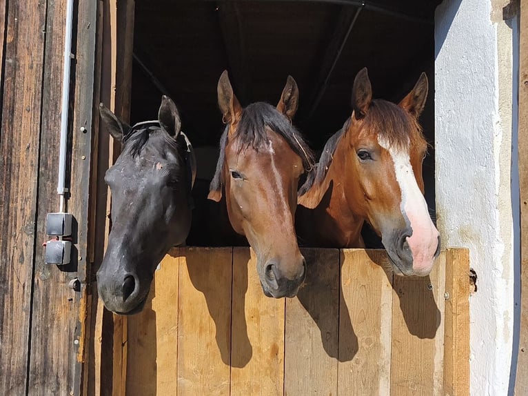 Weitere Warmblüter Mix Wallach 4 Jahre 157 cm Brauner in Mitterdorf