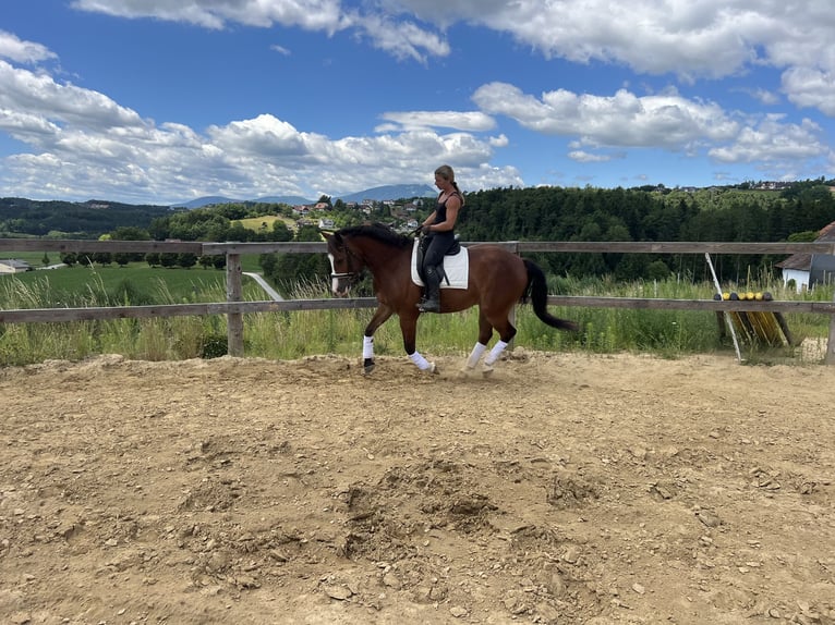 Weitere Warmblüter Mix Wallach 4 Jahre 157 cm Brauner in Mitterdorf