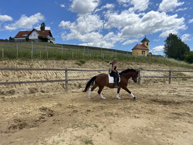 Weitere Warmblüter Mix Wallach 4 Jahre 157 cm Brauner in Mitterdorf