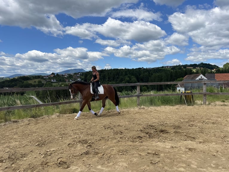 Weitere Warmblüter Mix Wallach 4 Jahre 157 cm Brauner in Mitterdorf