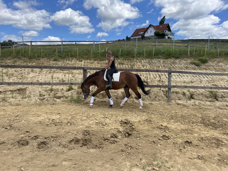 Weitere Warmblüter Mix Wallach 4 Jahre 157 cm Brauner in Mitterdorf