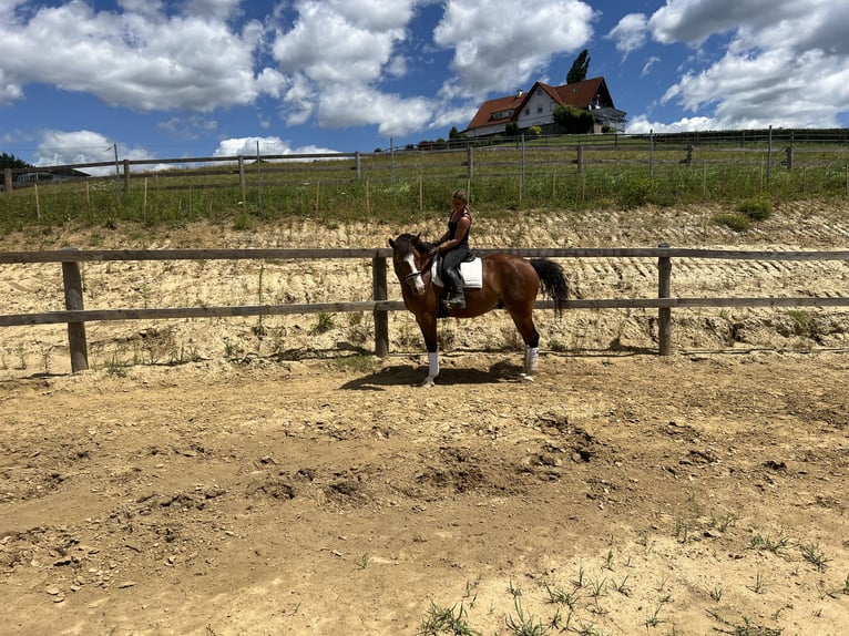 Weitere Warmblüter Mix Wallach 4 Jahre 157 cm Brauner in Mitterdorf