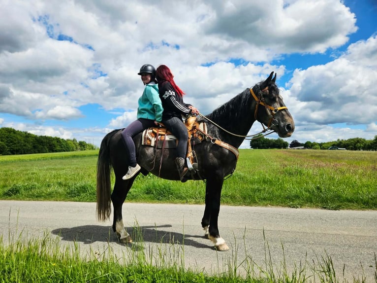 Weitere Warmblüter Wallach 4 Jahre 160 cm Apfelschimmel in Linkenbach
