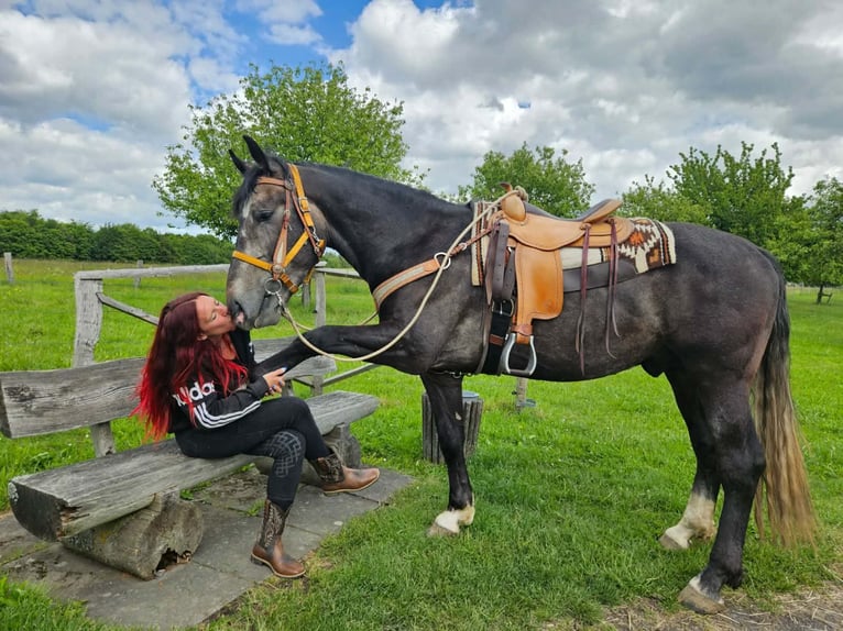 Weitere Warmblüter Wallach 4 Jahre 160 cm Apfelschimmel in Linkenbach