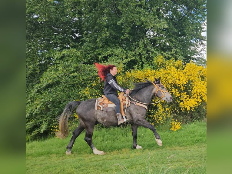 Weitere Warmblüter Wallach 4 Jahre 160 cm Apfelschimmel in Linkenbach