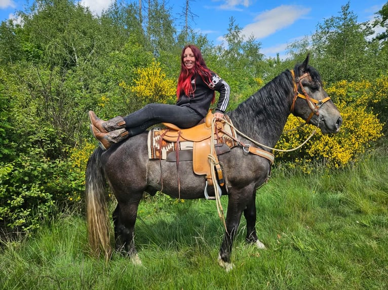 Weitere Warmblüter Wallach 4 Jahre 160 cm Apfelschimmel in Linkenbach