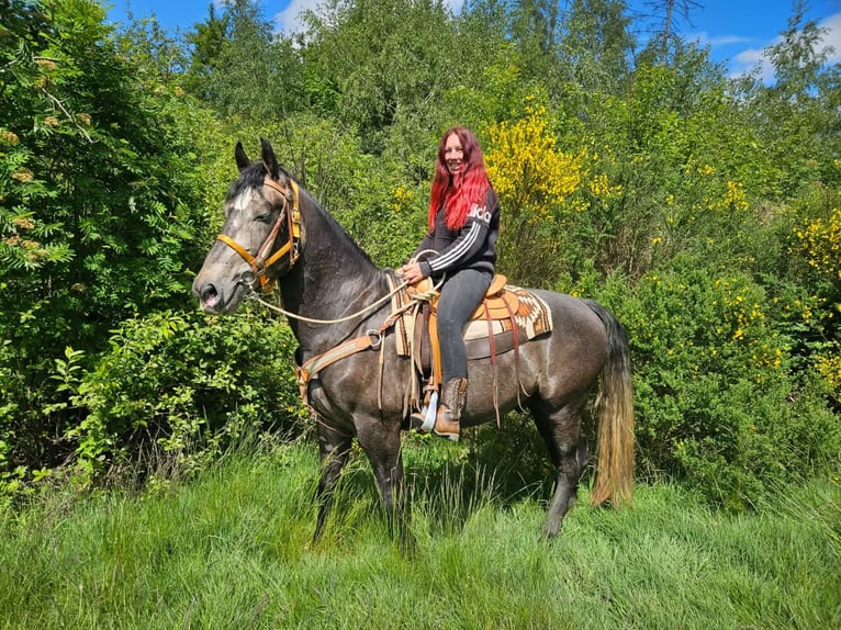 Weitere Warmblüter Wallach 4 Jahre 160 cm Apfelschimmel in Linkenbach