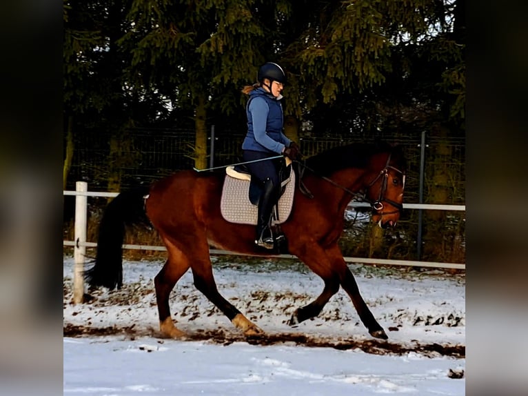 Weitere Warmblüter Wallach 4 Jahre 160 cm Brauner in Forst